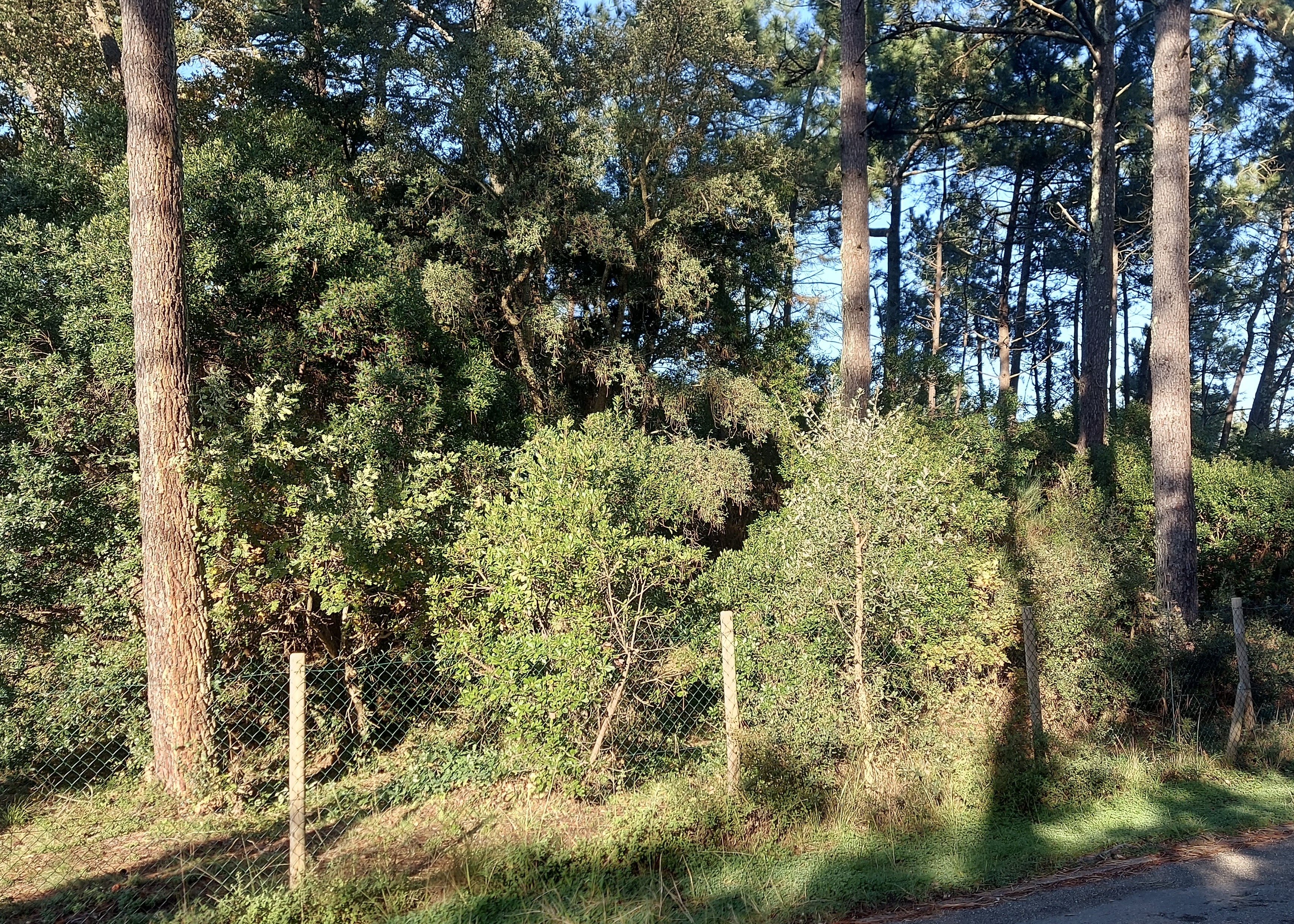 SOLD BY OUR TEAM - "Agoura Hills Estate"Exclusive Sales Mandate Capbreton 300 meters from the beach, under the pine trees &amp; shielded from the wind, &nbsp;beautiful plot of land extending to 1100 sq. m., all access to mains, quiet and residential surroundings.