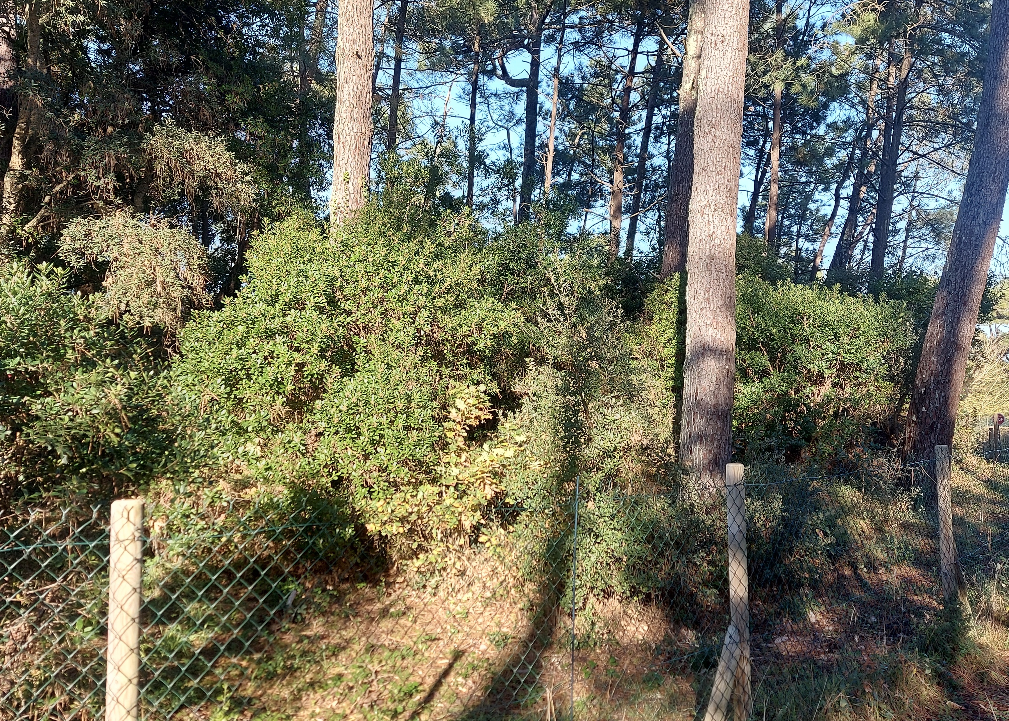 SOLD BY OUR TEAM - "Agoura Hills Estate"Exclusive Sales Mandate Capbreton 300 meters from the beach, under the pine trees &amp; shielded from the wind, &nbsp;beautiful plot of land extending to 1100 sq. m., all access to mains, quiet and residential surroundings.