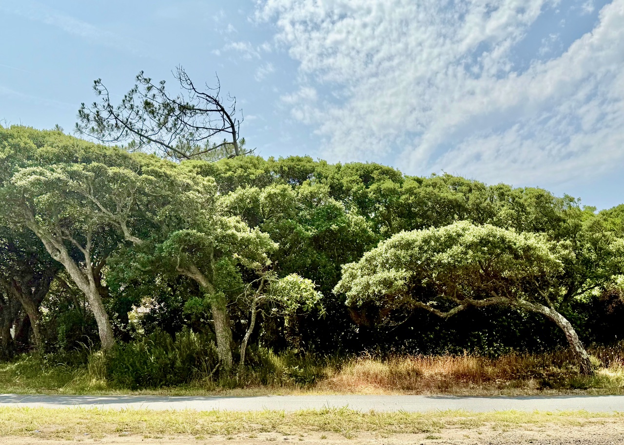 SOLD BY OUR TEAM, "Hollister Ranch" Hossegor Between the Lake &amp; the Ocean, &nbsp;The only building plot available in this highly sought-after location, 2217 sq. m. complete with all amenities (water, electricity, sewage system, phone &amp; internet). Ready to build, superb clearing for a project that doesn't require any tree-cutting, but still plenty of vegetation.